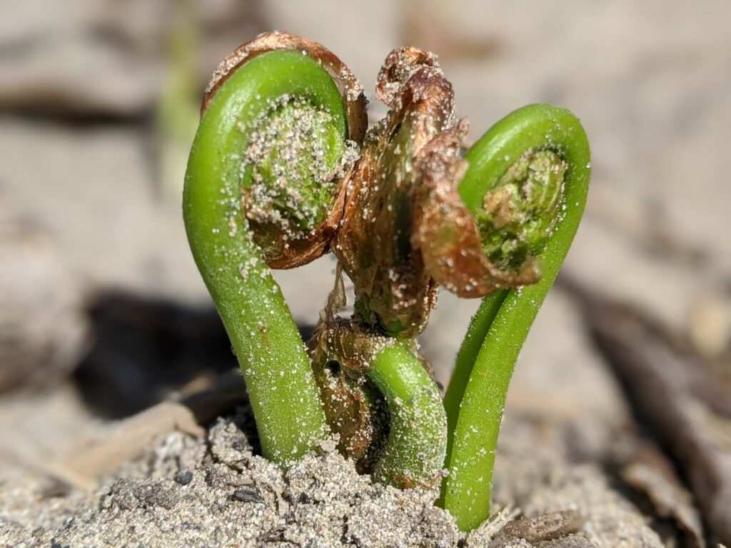 Tête de violon (fougère à l'autruche). Crédit photo Jacinthe Caron